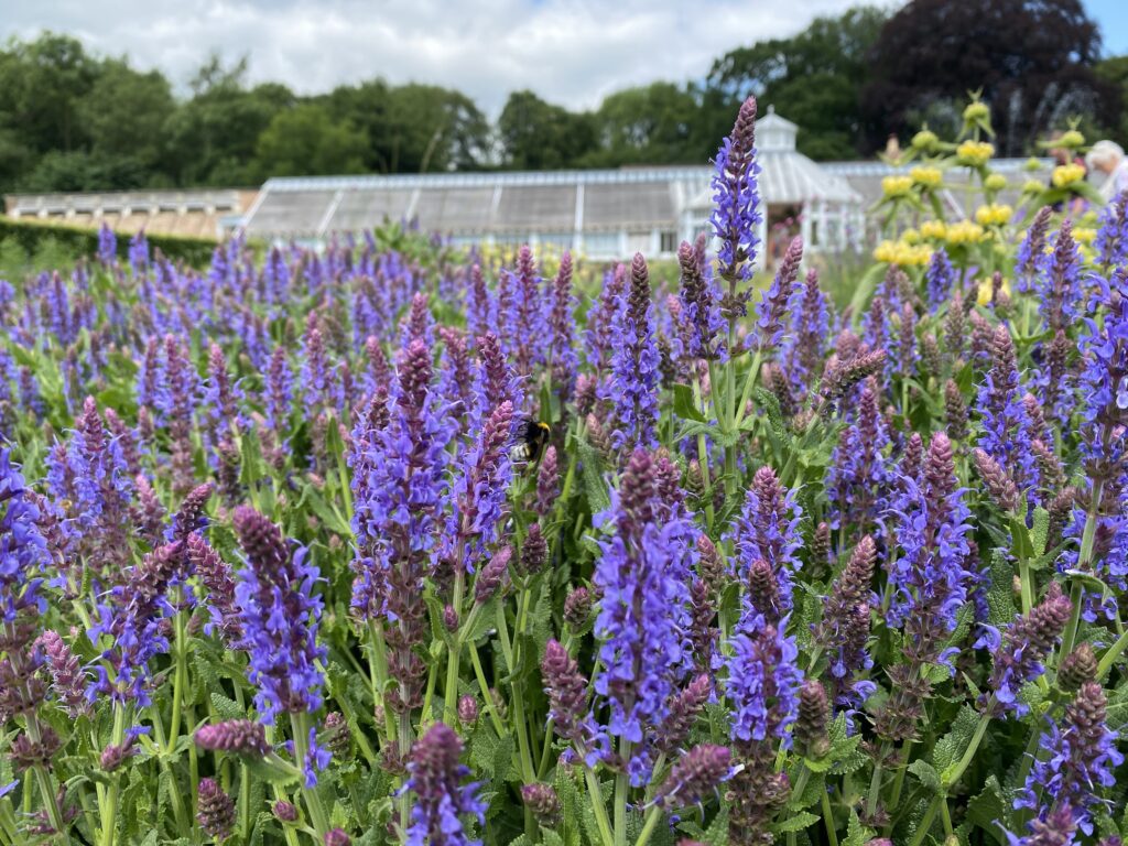 An array of flowers at Scampston Walled Gardens