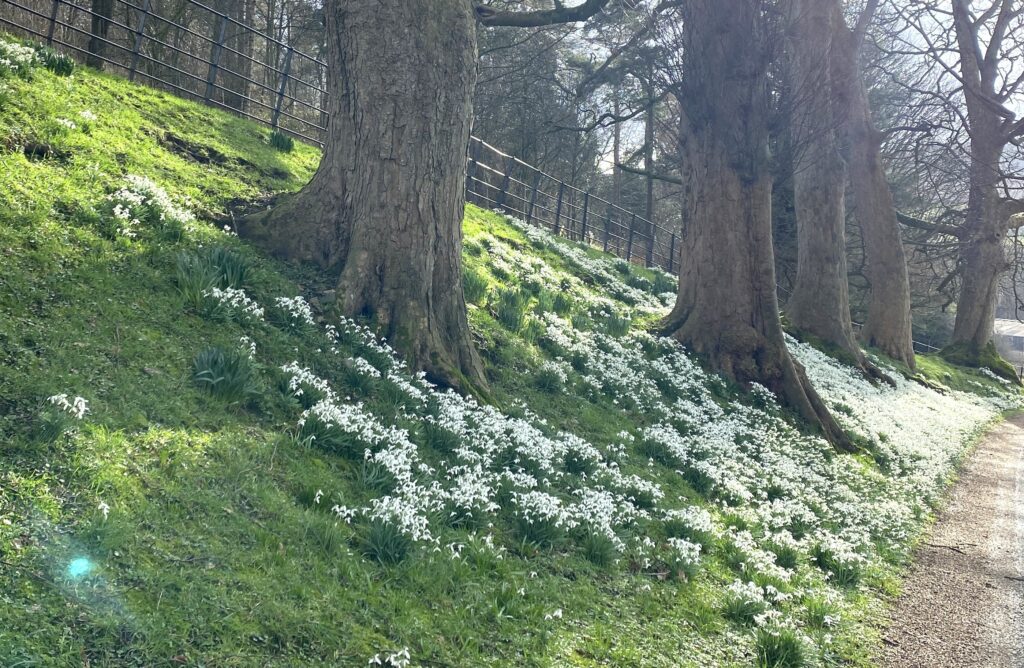 Snowdrops